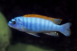 Labeotropheus trewavasae 'Thumbi West'